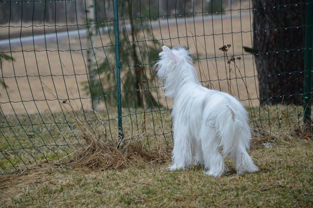 Kaitlin Dragon Berry