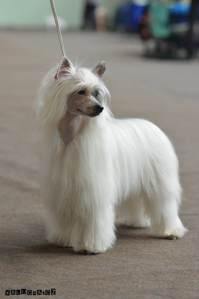 Ch. Ace Monamart Anomis