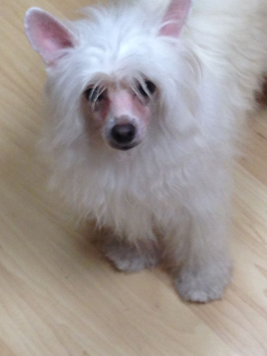 Aragon's Luck Be A Lady Tonight