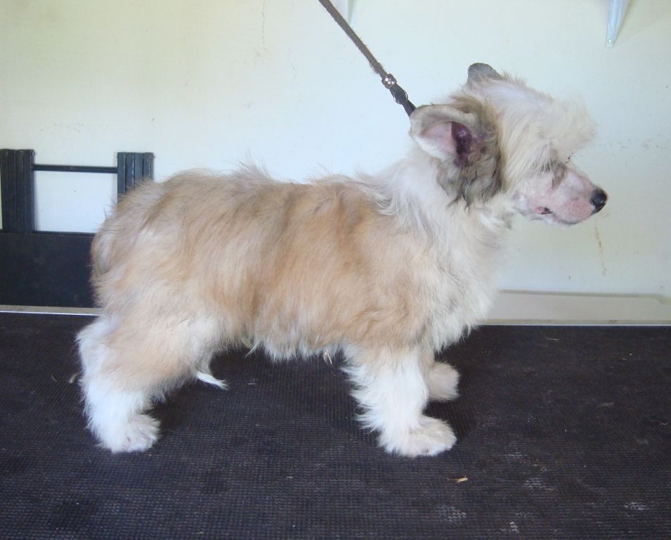 Bengali Praia do Sossego