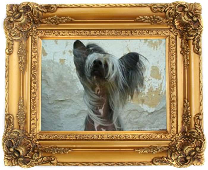 Niobbe Dandy Mate "BIBI"