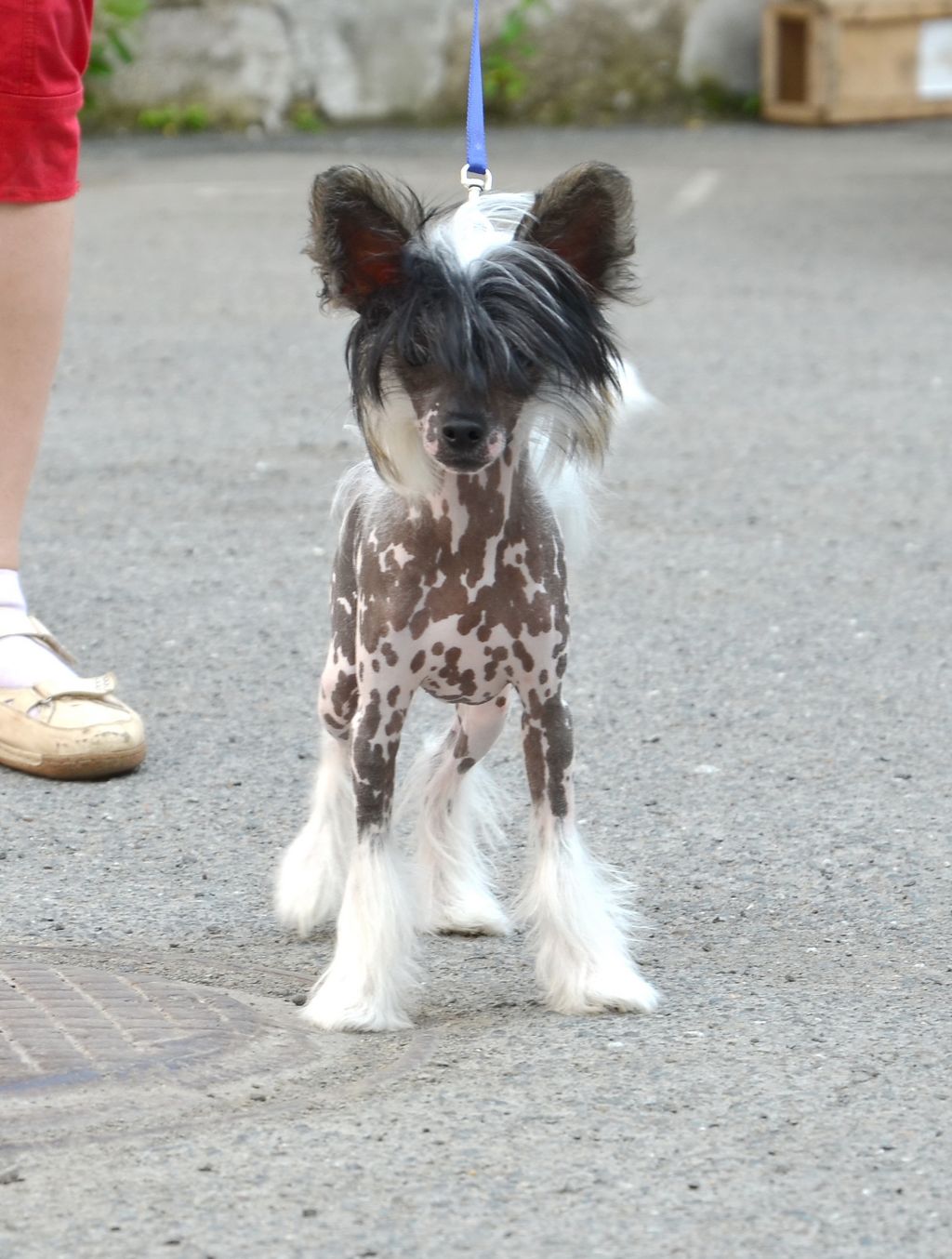 Ins Lucky Star Highlander