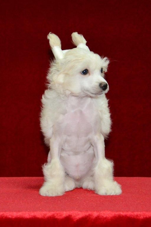 Ins Lucky Star Famous Boy