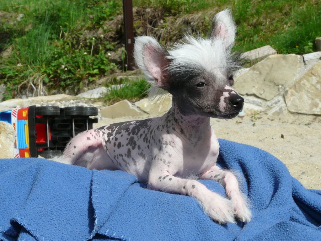 Farida z Pulnocního dvora