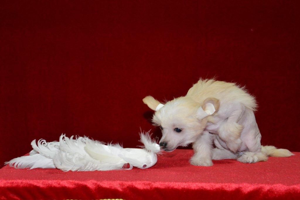 Ins Lucky Star Freiy