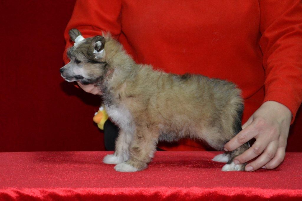 Ins Lucky Star Flouer of Love