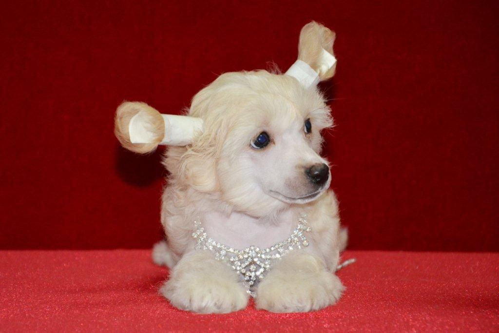 Ins Lucky Star Flaming Gold