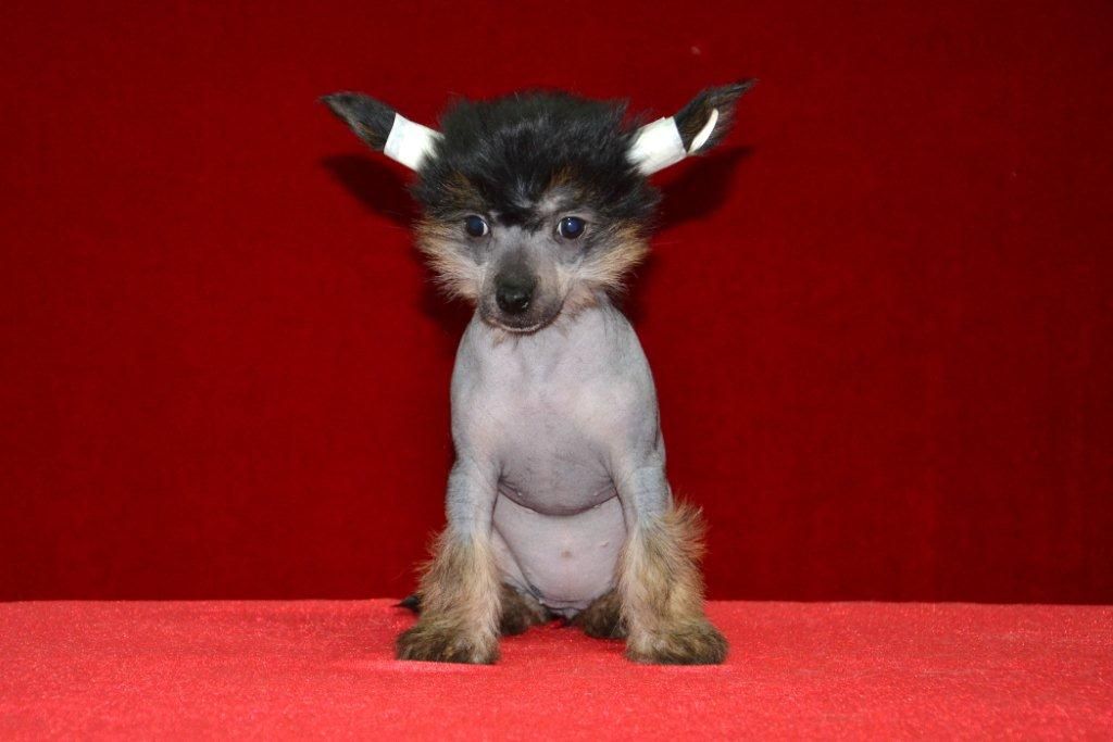 Ins Lucky Star Fantastic Night