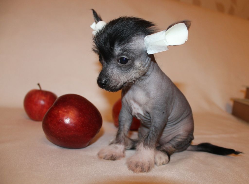 Ins Lucky Star Flavia