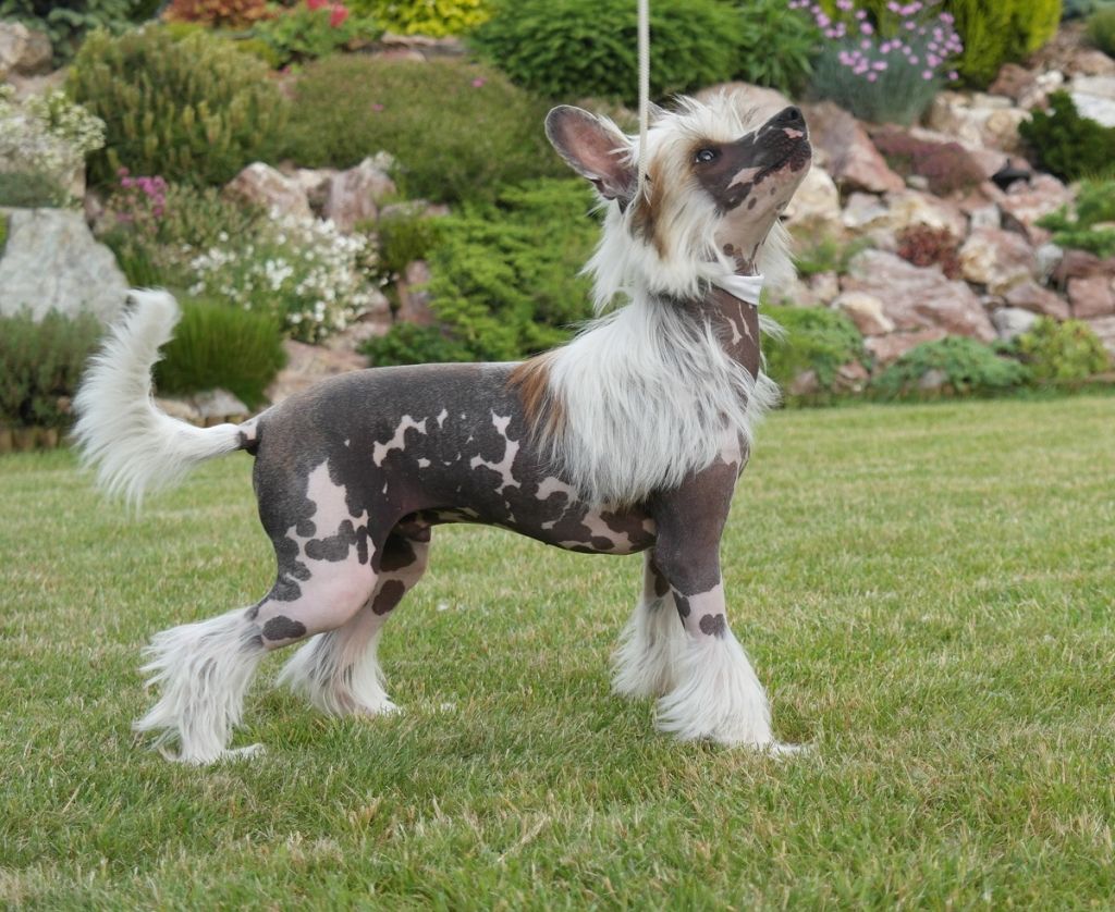 Catch me if you can Caramella's Family