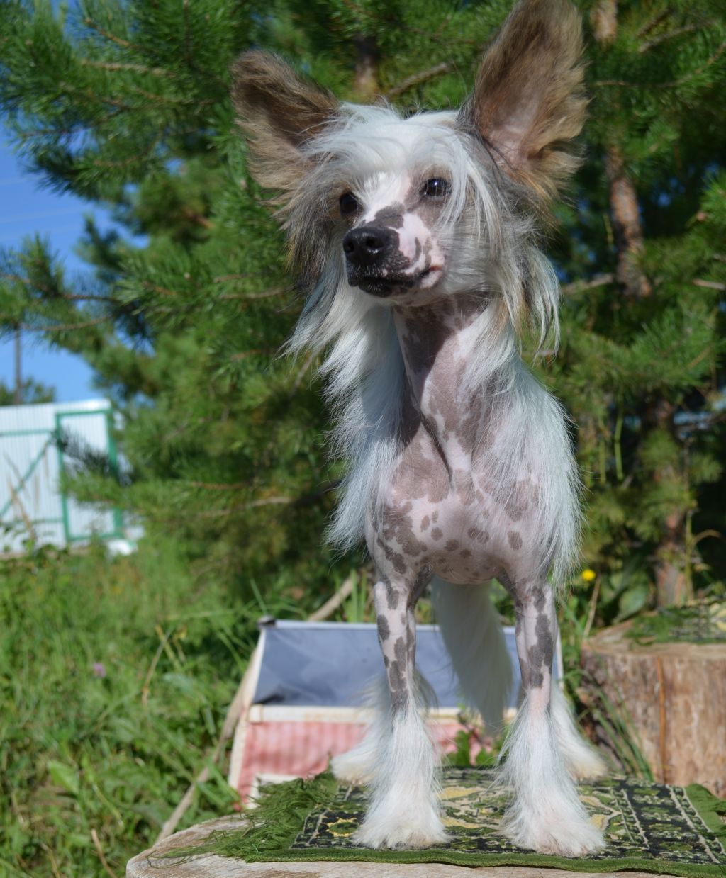 Ognenny Lotos Mistika