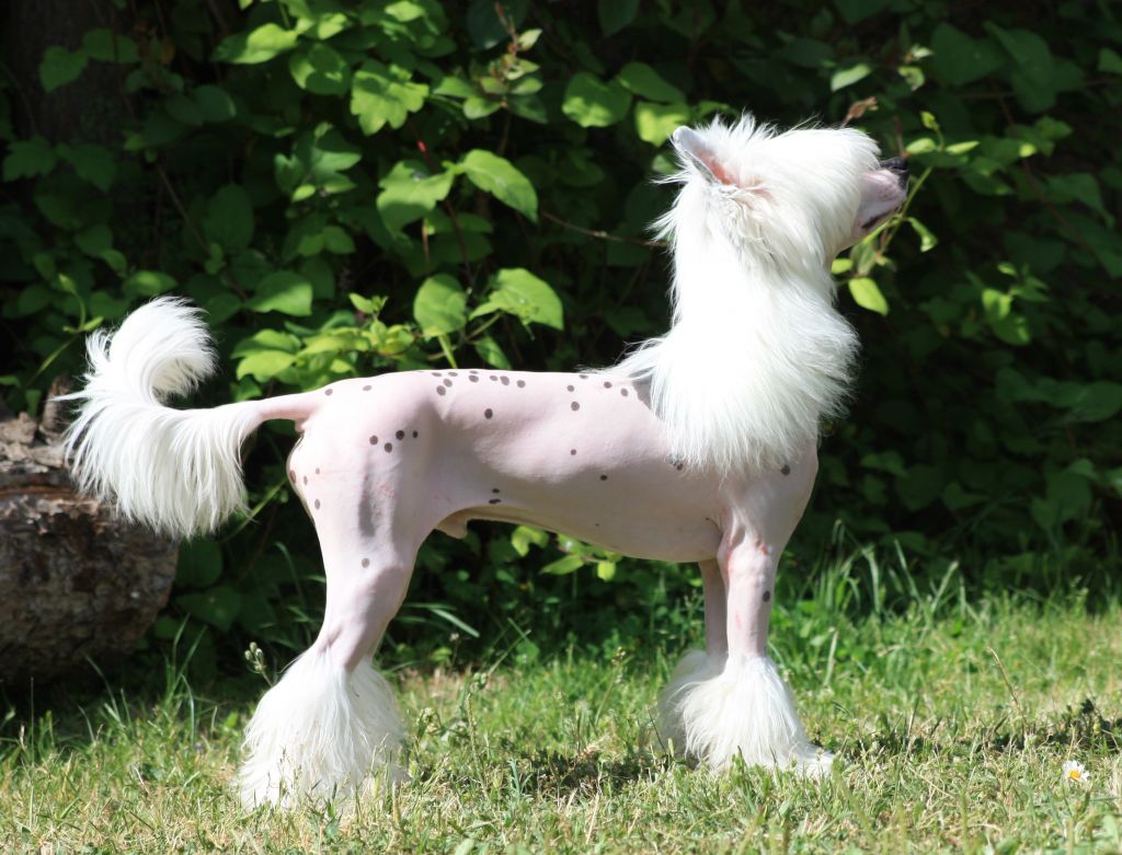 Cake Sweet De Sothis