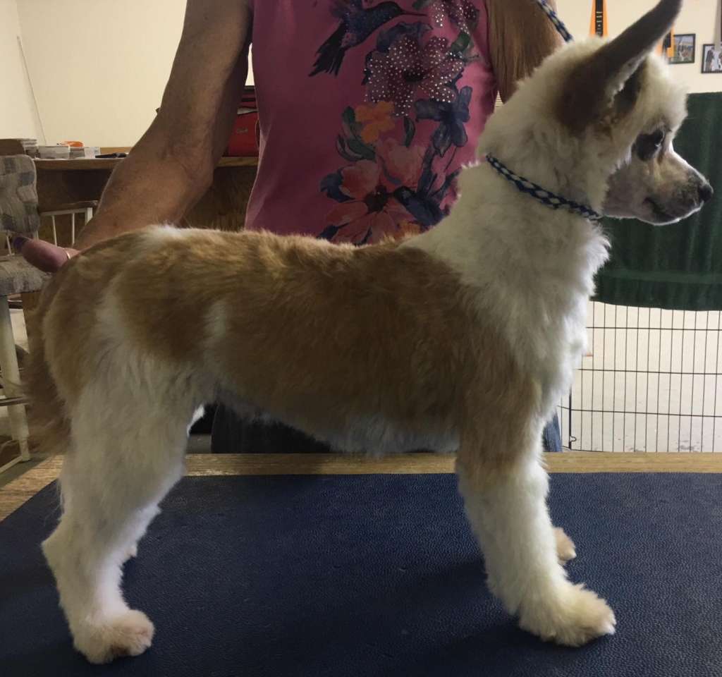 Olivera's Journey To Crescent Moon