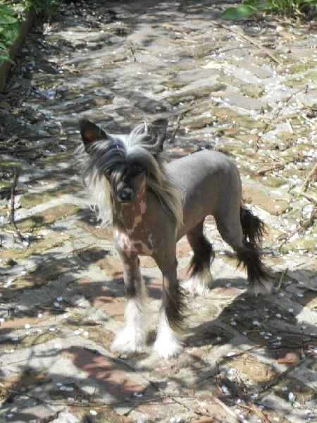 Glam de l'Arche d'Or