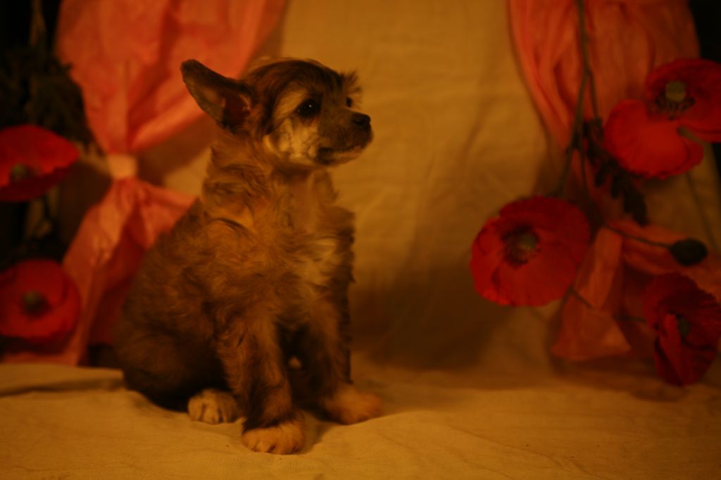 Hélianthus Ad Gloriam