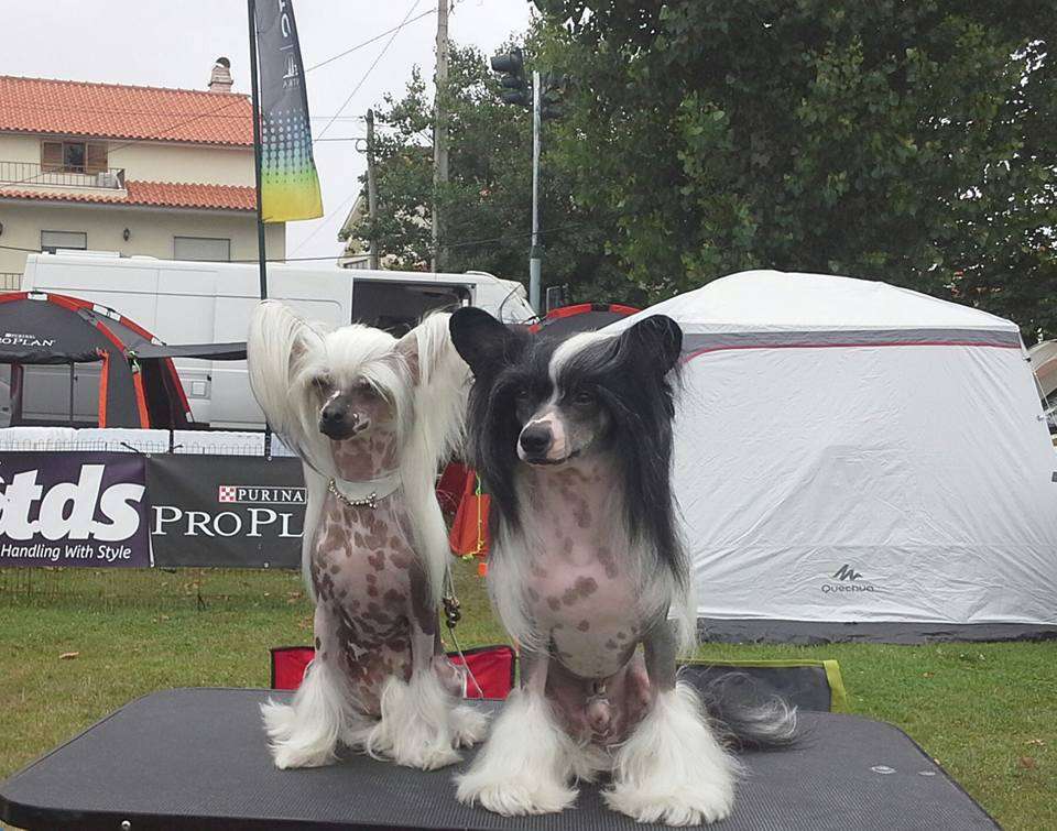 Curlycrest's Grow Old With Me