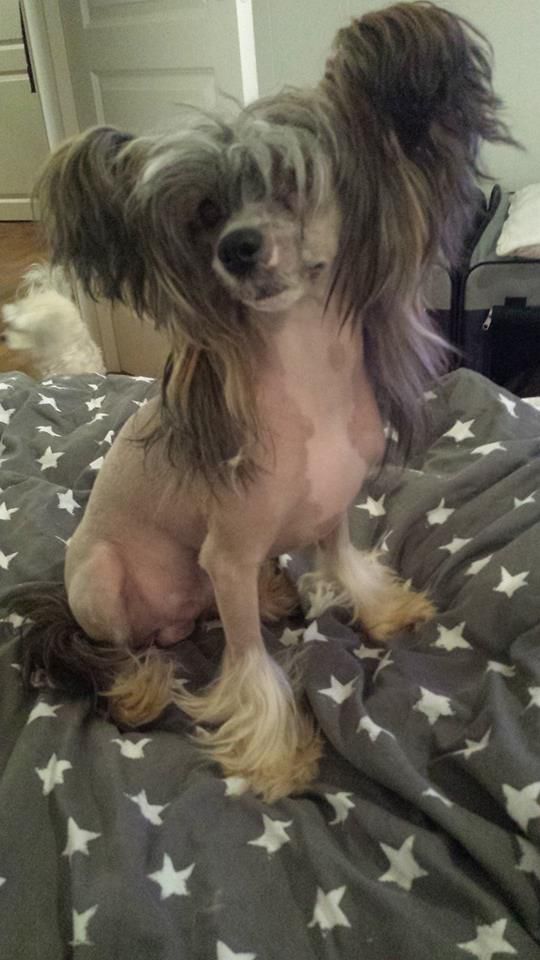 Curlycrest's Without You