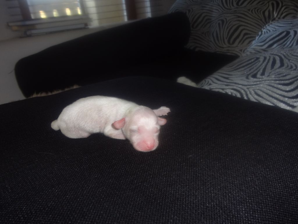 ALMA z Valdorfskych lesu