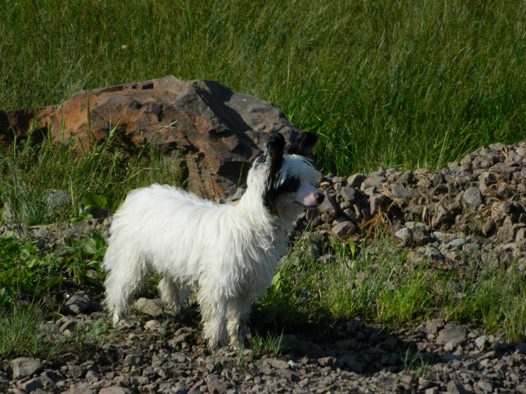 Preferring  win Valkyrie