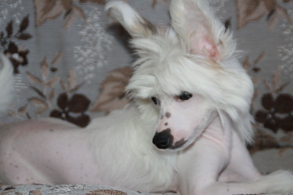 Hohlatiy glamour Naomi Priz