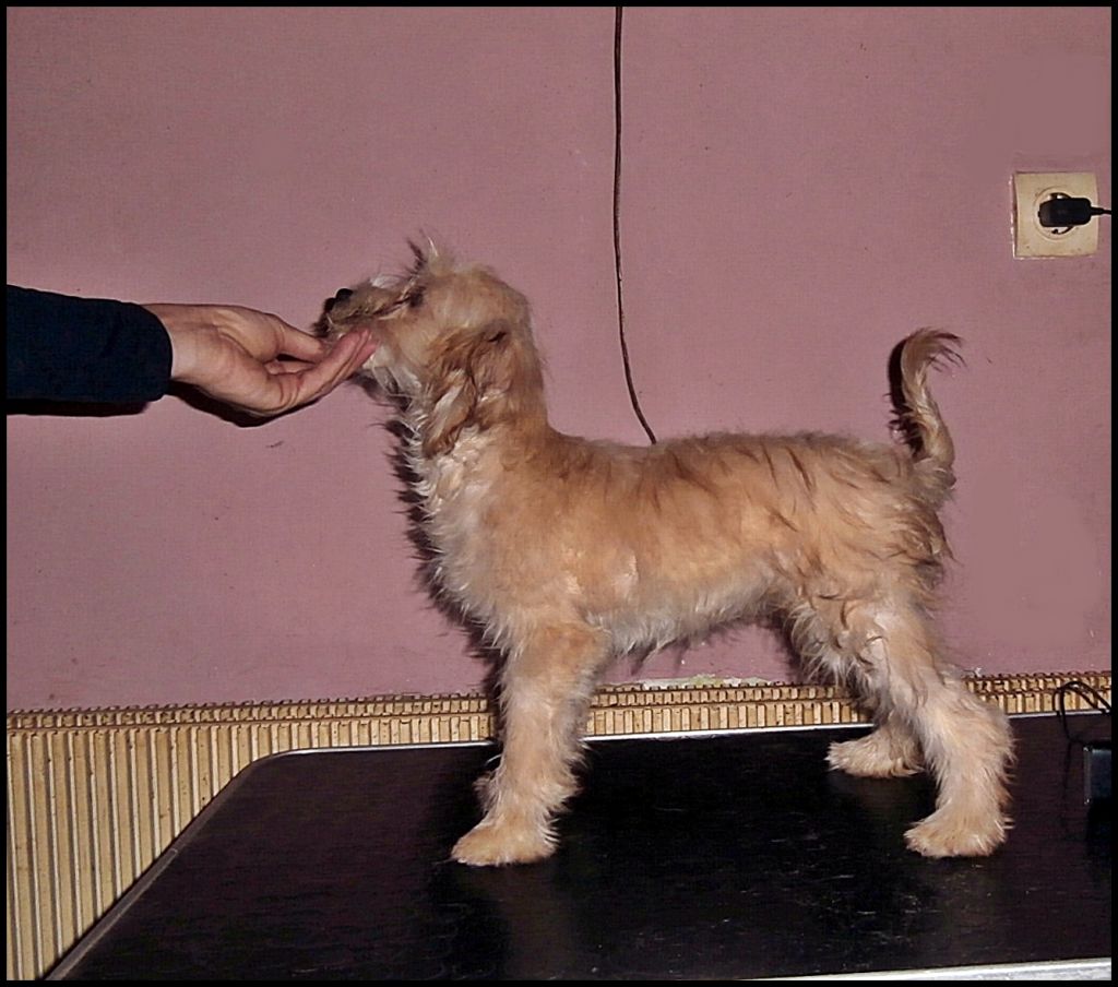 Puha - Luxus Porcelán Evida