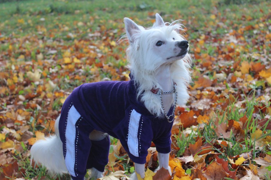 Zhardon My Lucky Star