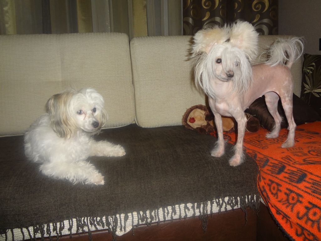 Volkovinskij Style Of Alexis