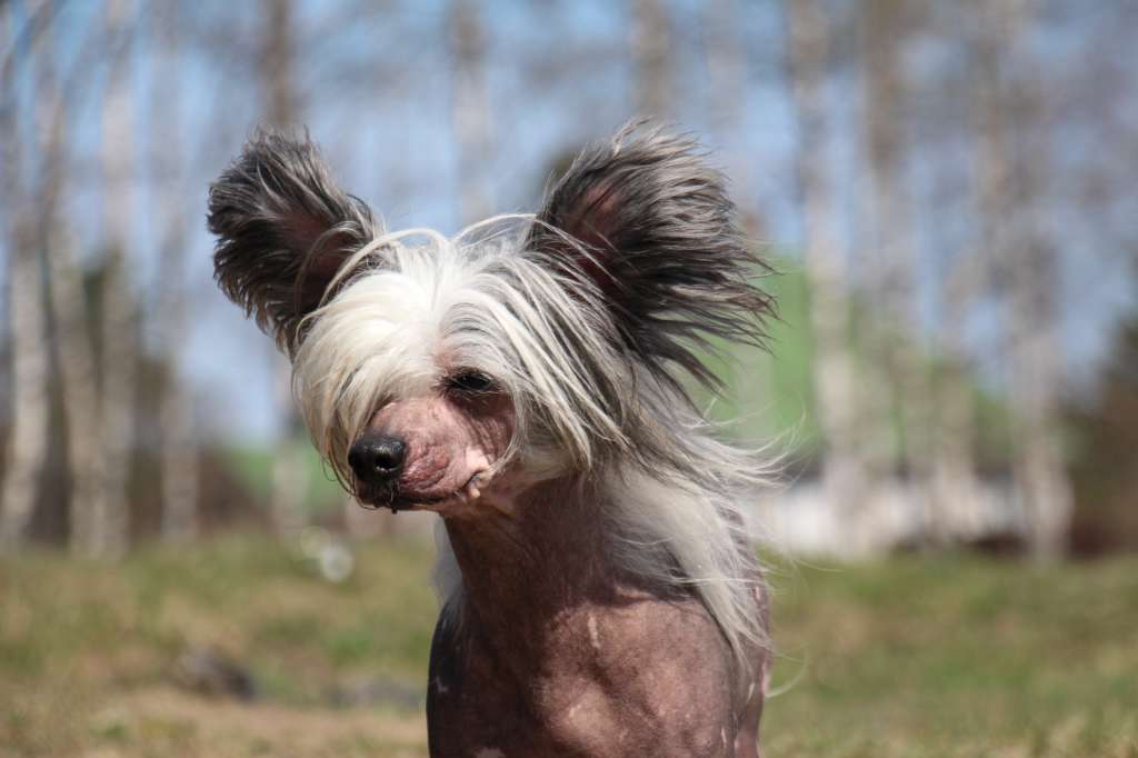 Bella Konstanta Palermo