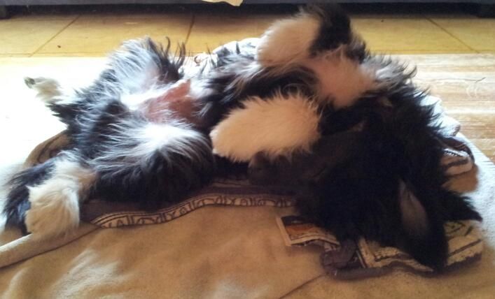 a black diamond of ria's pride