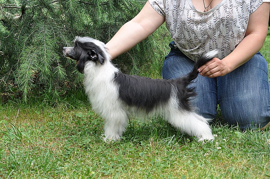 Publicity Star Iz Ordena Ekate-Riny