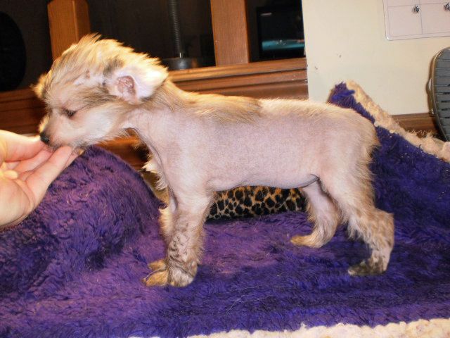 Sakkarra Horse Feathers (pending)