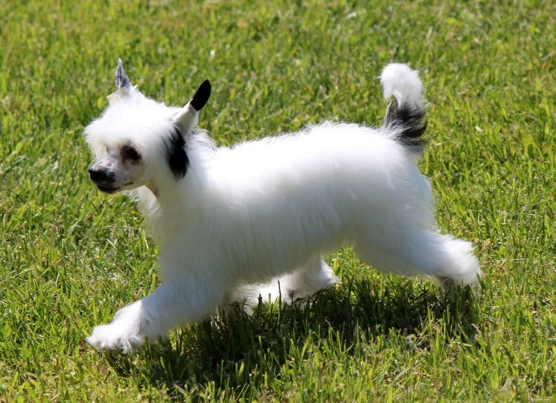 Zhen N Zen Magic Dragon