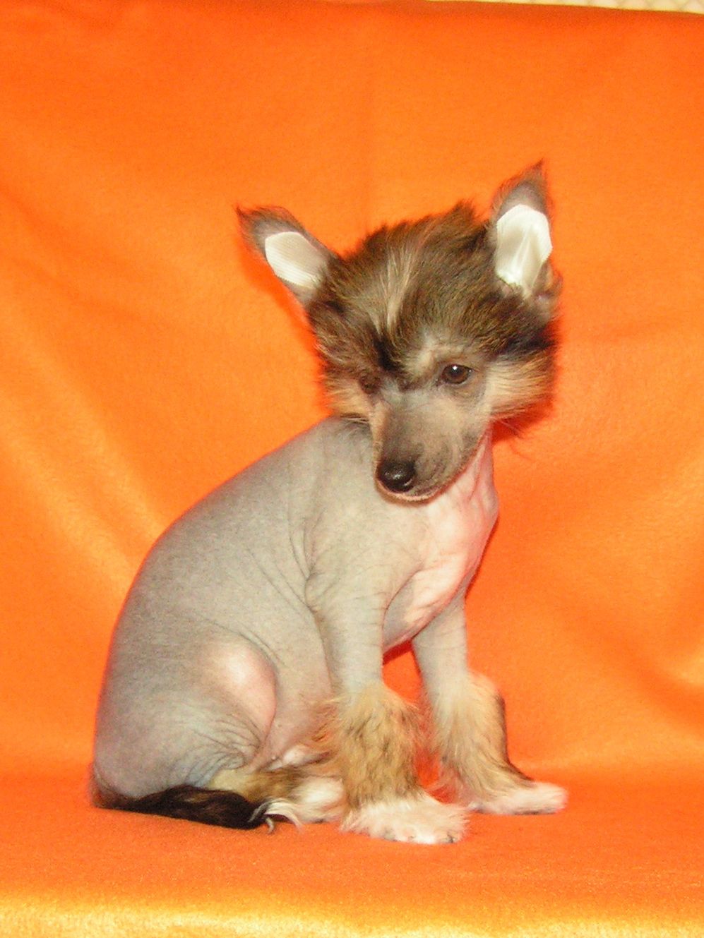 Sapfir iz Tsarskogo Sela Nuare Filipp