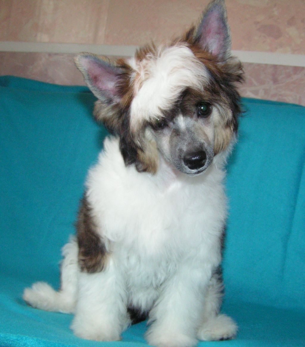 Sapfir iz Tsarskogo Sela Nuvara Elija