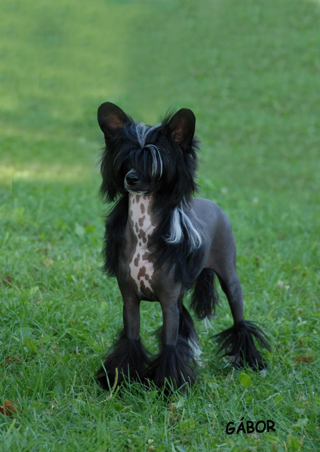 Bubbling Spirit Chiara