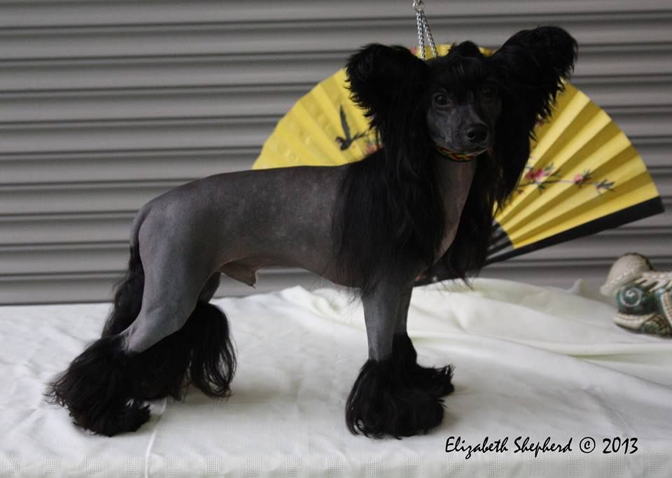 Dedarcys Hez a Saint Bolt