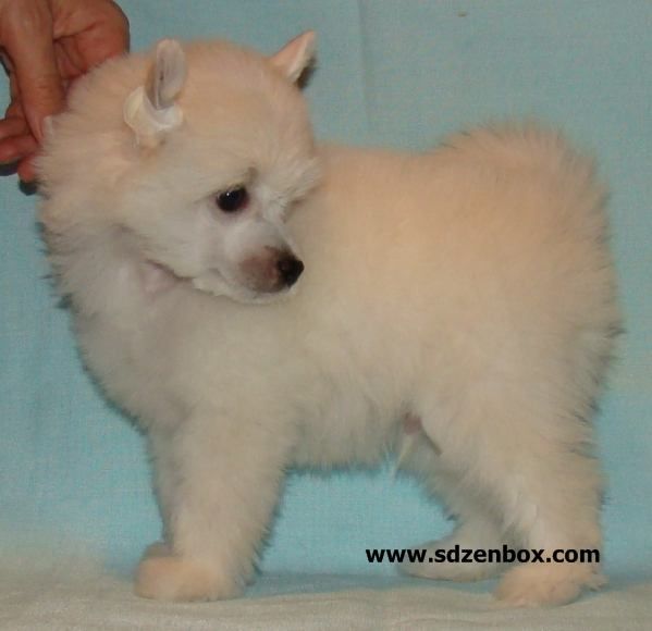 Sladkiy son solnechnaya dinastiya zenbox