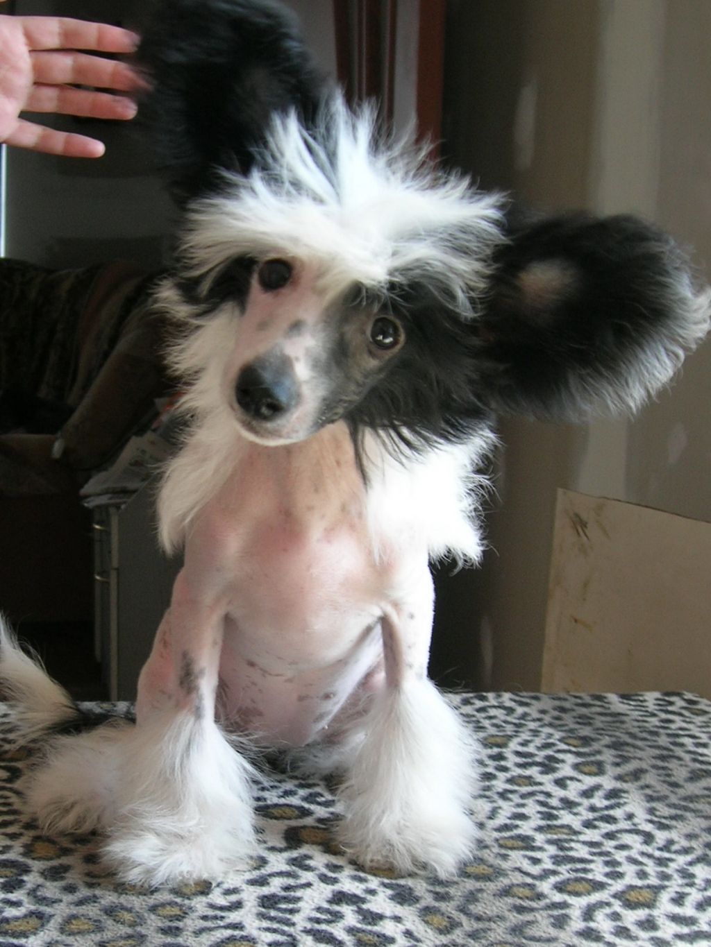 Rovanni Djekattolo Deborah Lurie