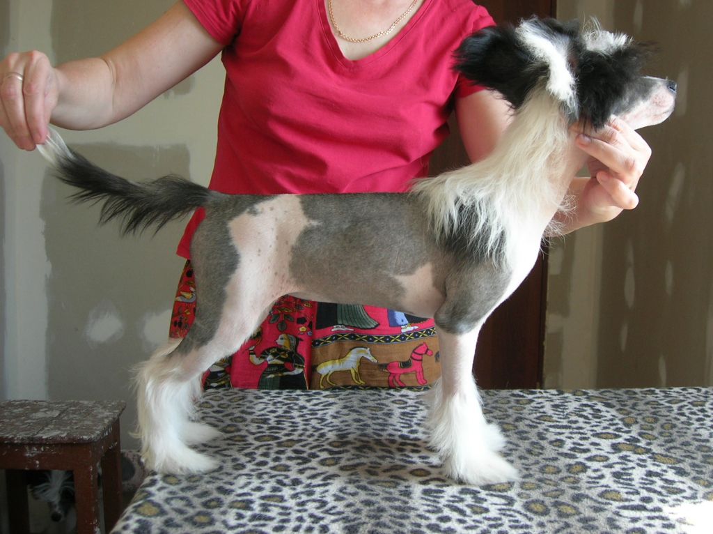 Rovanni Djekattolo Dominica