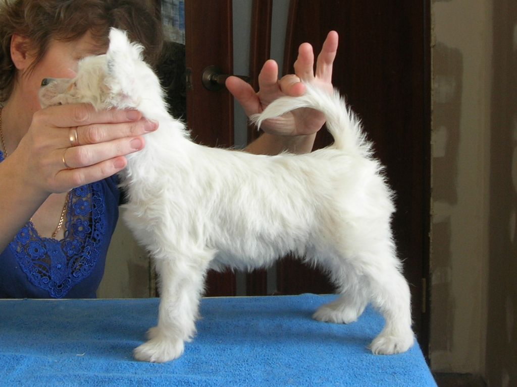 Rovanni Djekattolo  Daniel