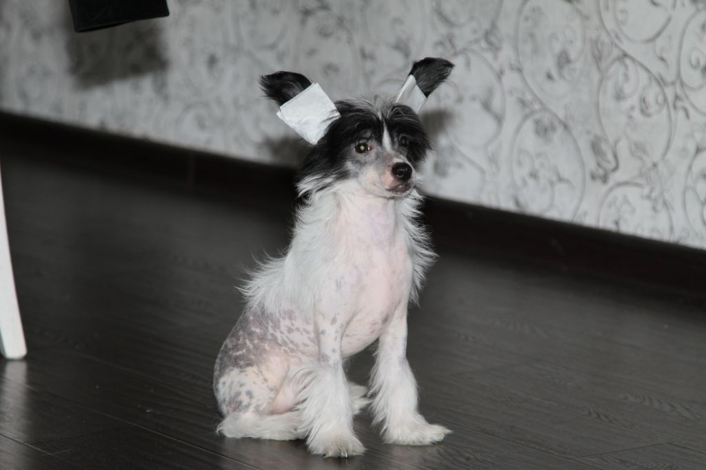 Premier Mari Sarbona