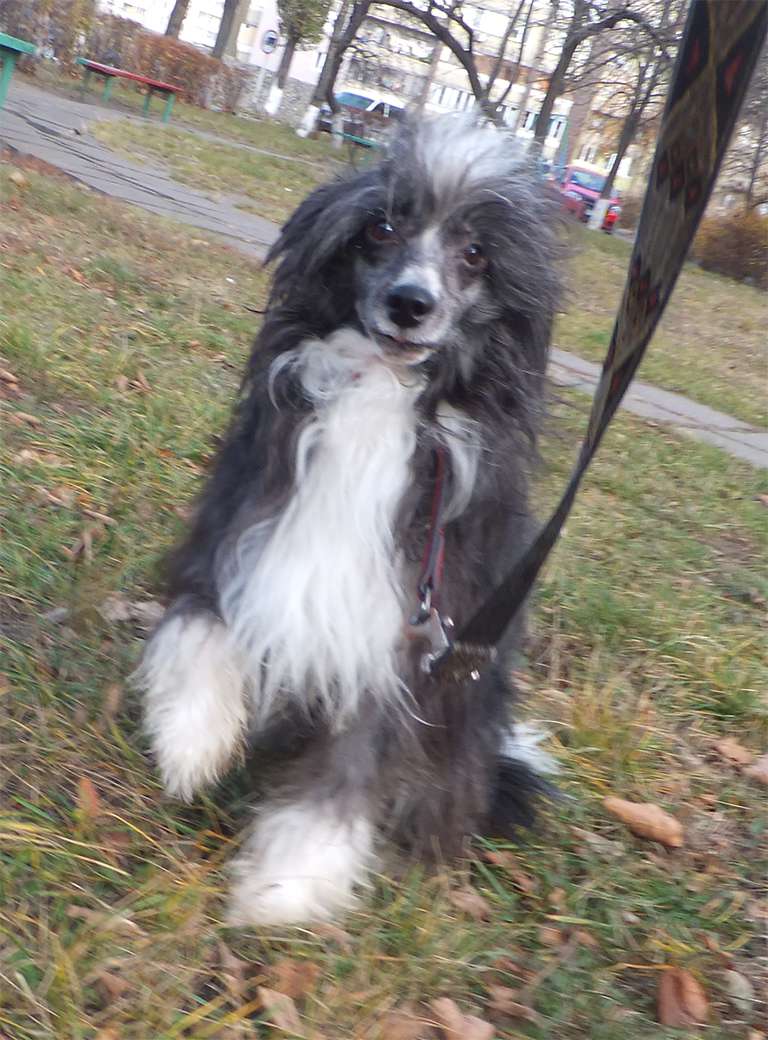 Rugen Miko Elect Elf