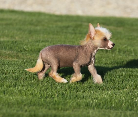 Empire King of Diamonds