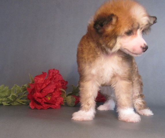 Milaya Princessa Fiona