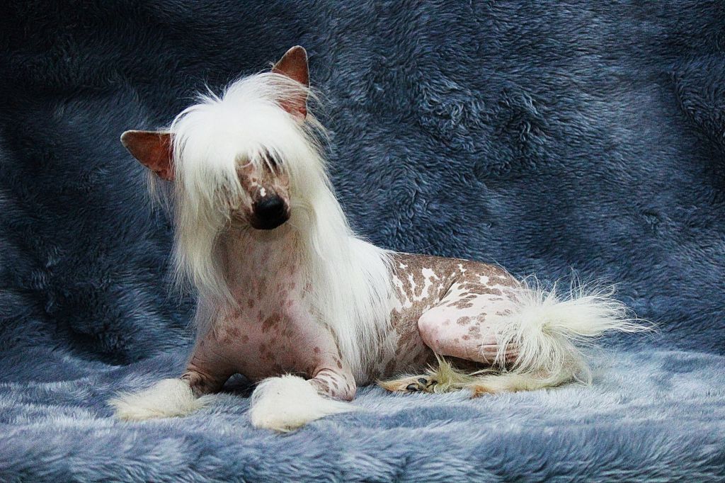 Zlato Dinastii Enigma Minodora