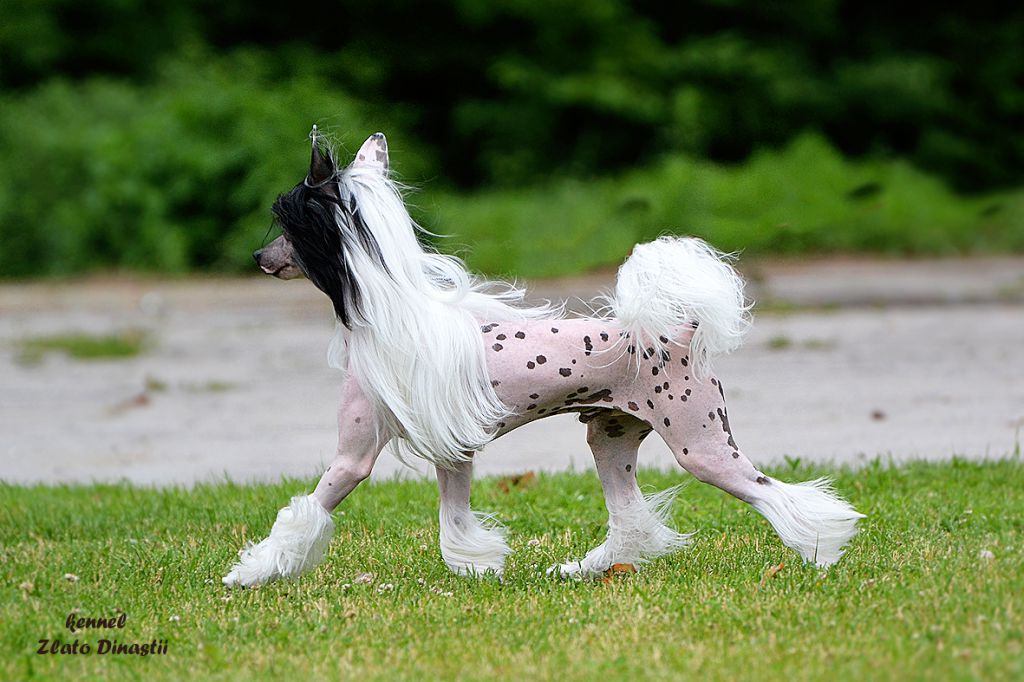 Zlato Dinastii Elton