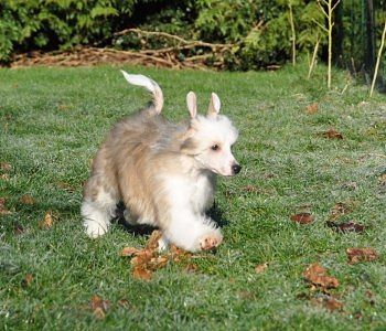 Hatomic Little Champs