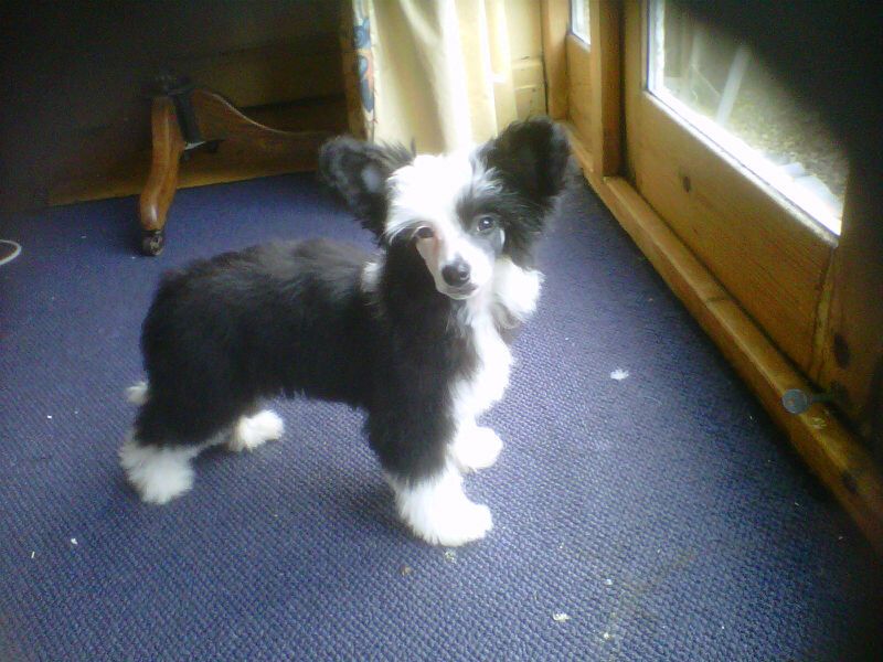 Sigyns Miss Kitty with pufflepaws JW