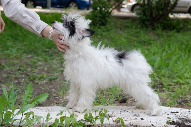 Artistka Bolshih i Malih Teatrov