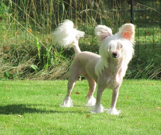 Windy Willow's Dragon Curve